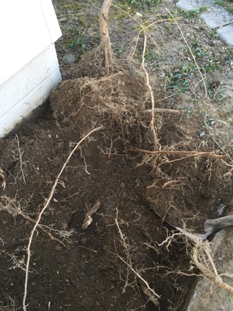 digging out roots