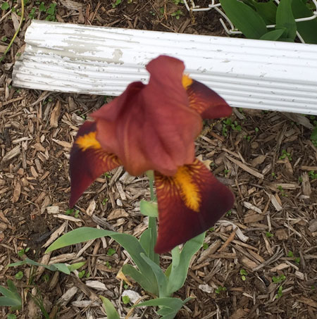 bronzy burgundy iris