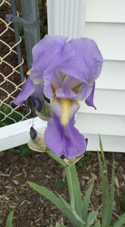 lovely lavender iris