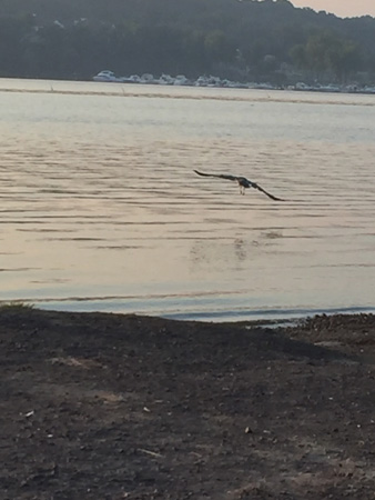 heron takes wing2