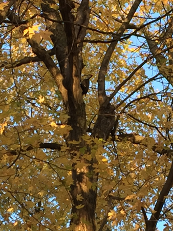pileated woodpecker on Autumn tree