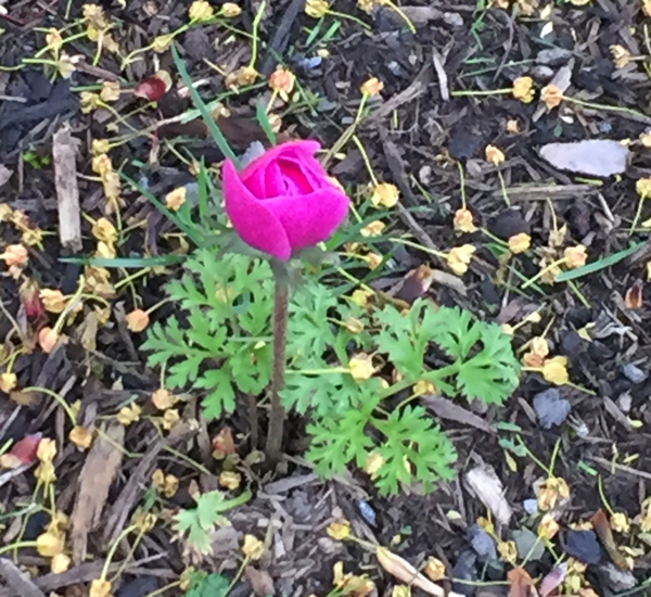 tiny rose-like flower