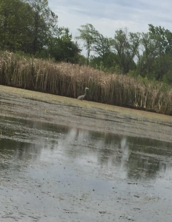 great blue heron in the bay