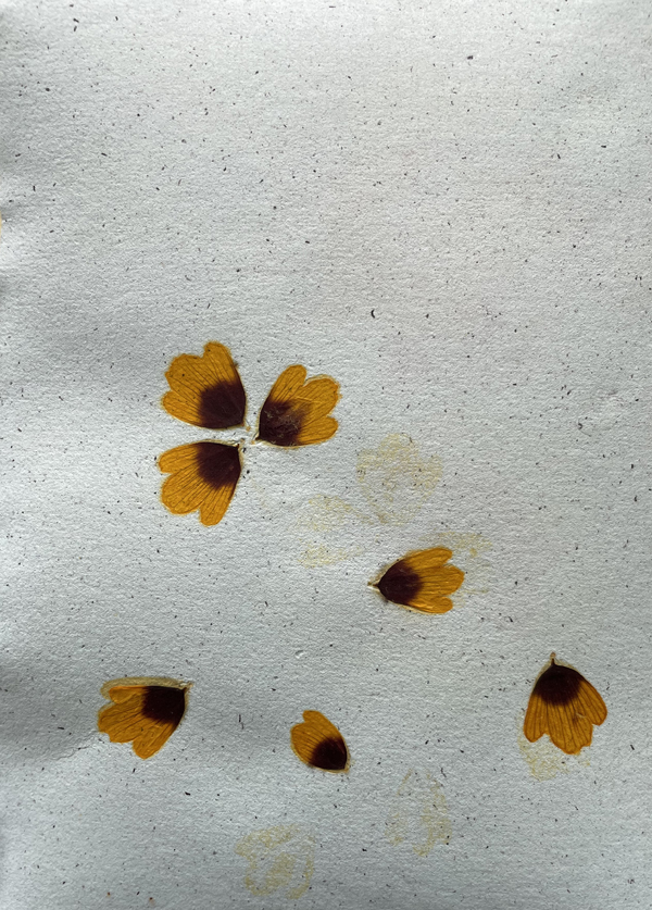 paper with coreopsis petals
