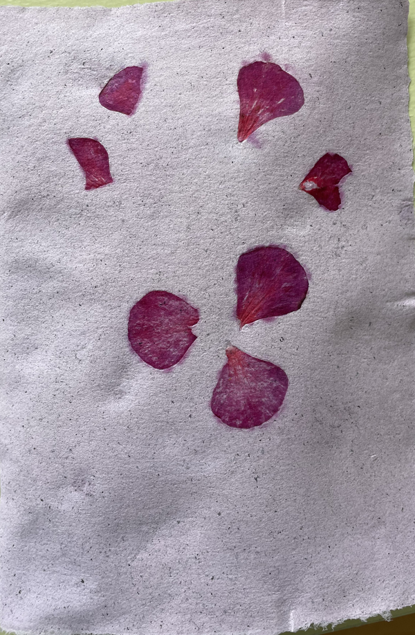 paper with geranium petals
