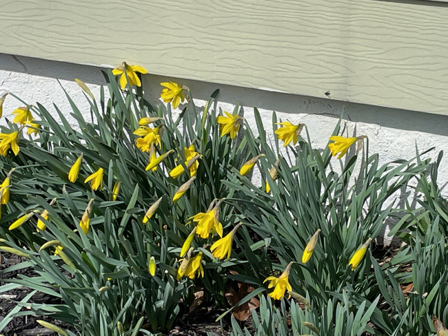 first daffodils open, March 22
