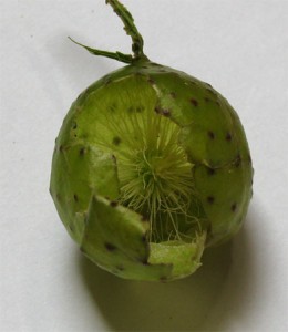 oak gall in its green state