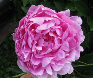 Ruth, AKA Sarah Bernhardt, peony flower
