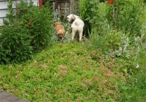 Red & Baxter in the garden