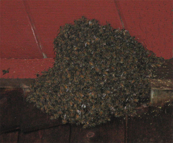 bee-cluster