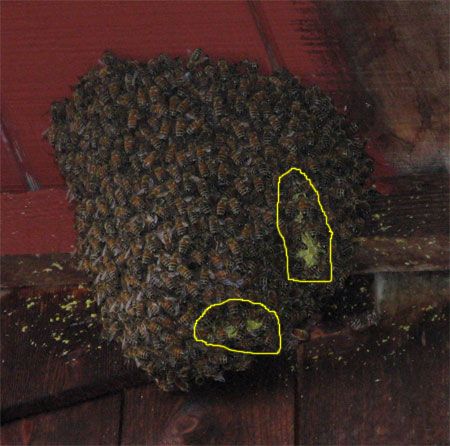 bees-honeycomb