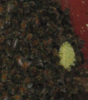 bees-honeycomb