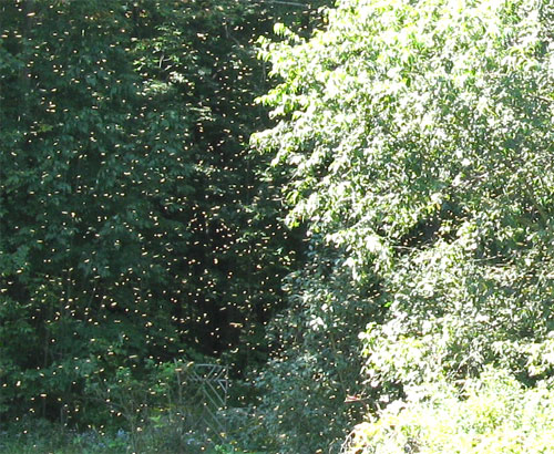 bees-in-air