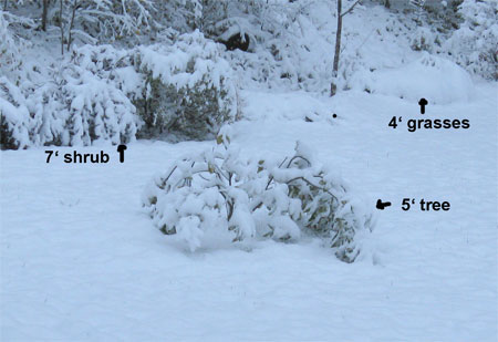 shrubs-in-snow