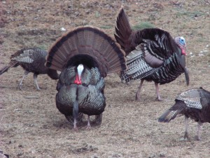 wild-turkeys