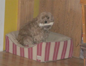 dog with rawhide bone