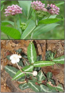 wildflowers