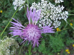 knapweed and queen anne's lace
