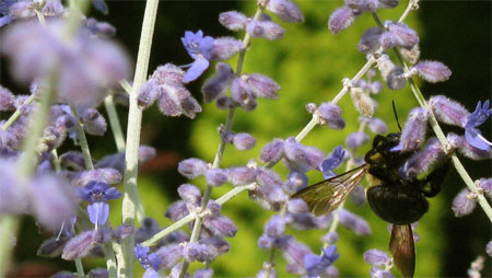 Russian sage and bee
