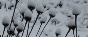 echinacea snow caps