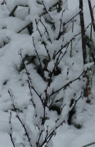 yucca in snow