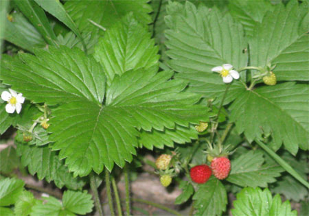 wild strawberries