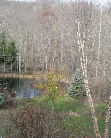 bare trees and pond
