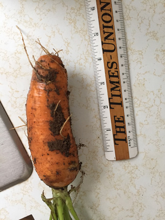1st carrot
