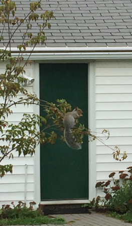 squirrel eating in the tree