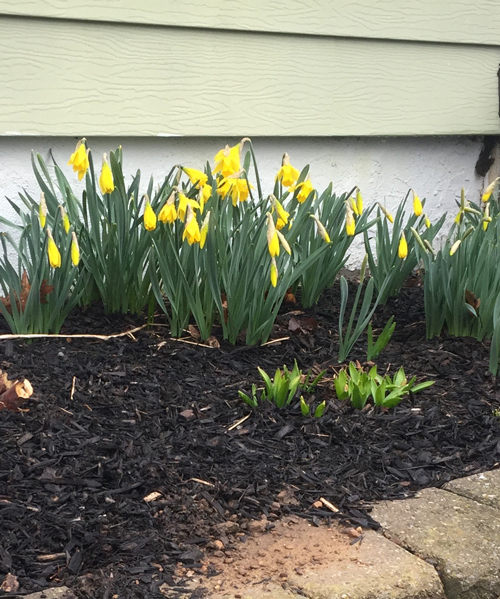 first daffodils, March 2020