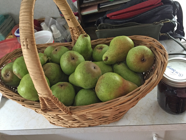 basket of pears