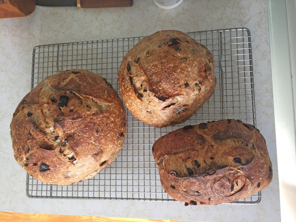 3 loaves olive sourdough bread