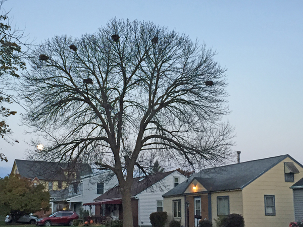 tree of nests