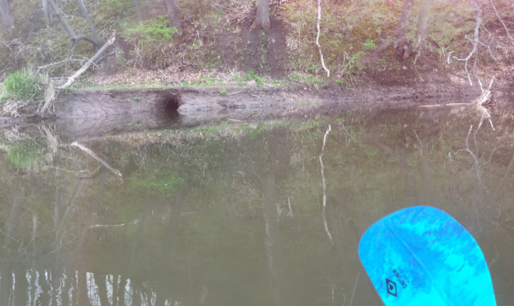 critter home in the creek bank