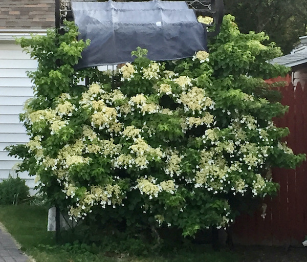 my climbing hydrangea