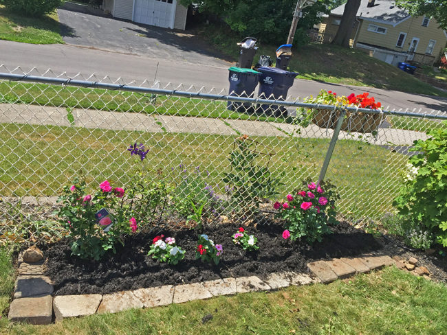 extended garden bed with roses