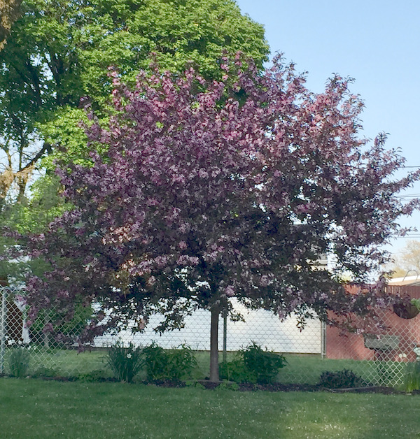 my flowering crabtree