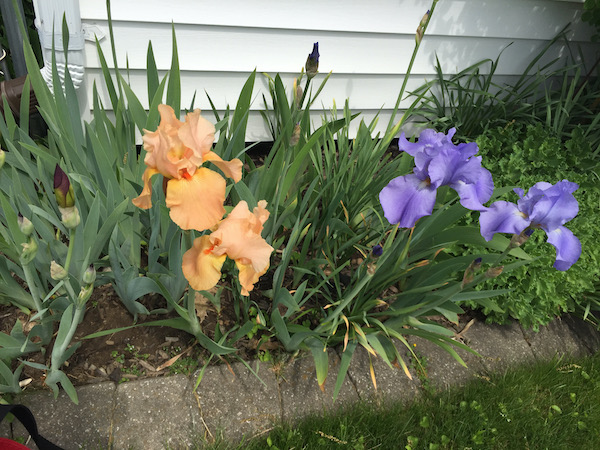 my favorite irises