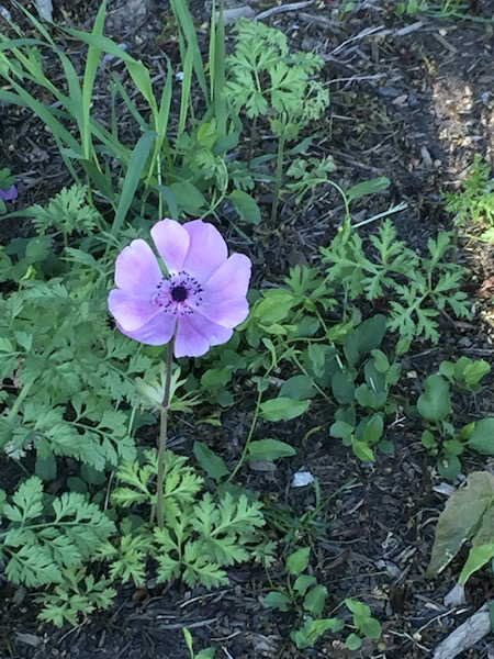 related to herb robert?