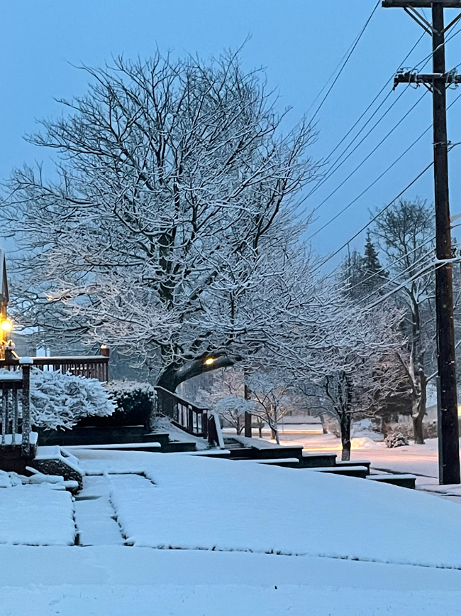 snowy morning tree