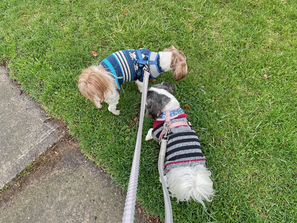 Bella & Gunner in sweaters