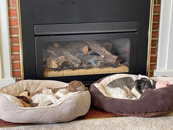 Bella & Gunner asleep in their beds