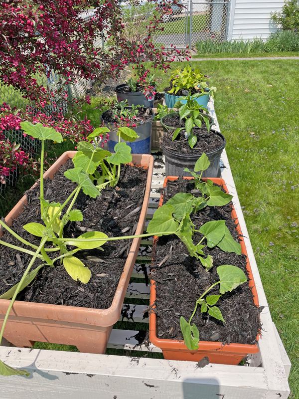 New plant table loaded with plants