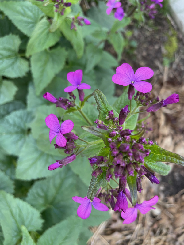 silver dollar plant flowers