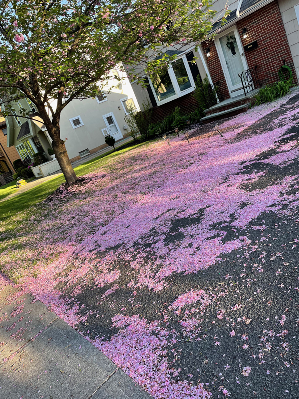 raining pink blossoms