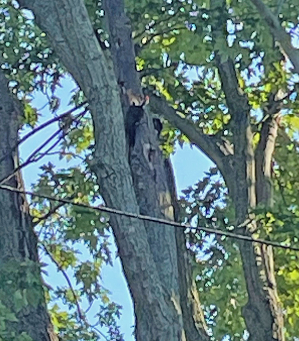 adult & juvenile pileated woodpecker