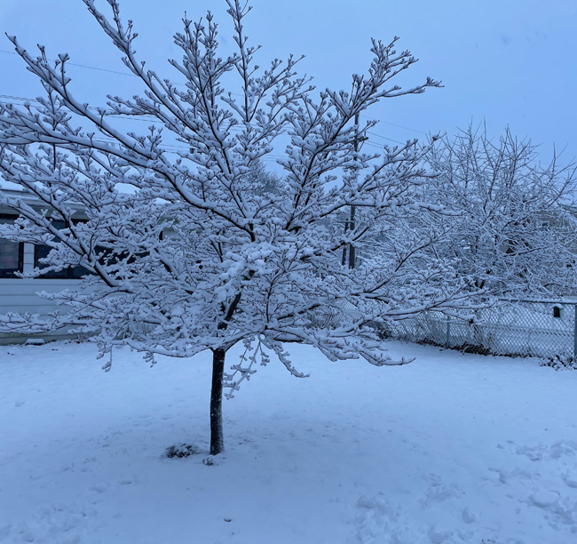 wet snow on cornus kousa