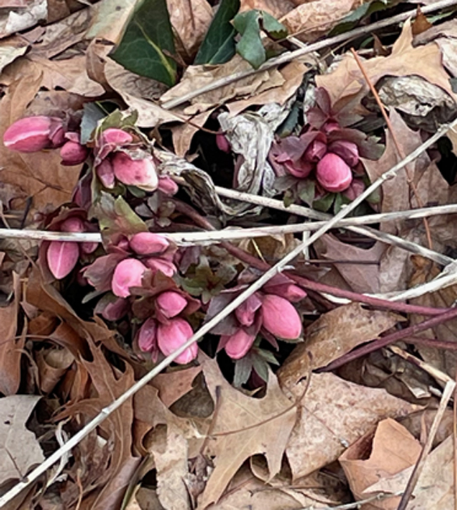 hellebore, March 21