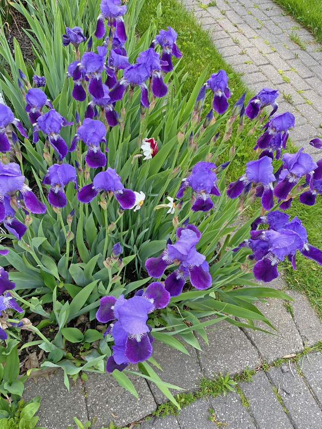 iris, narcissus, tulip