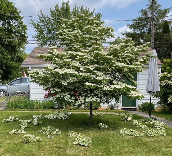 kousa dogwood, trimmed